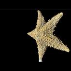 Zeester Zeeschelp - Asterias Forbesi (Zonder Minimumprijs), Verzamelen, Dierenverzamelingen, Nieuw