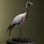 Jufferkraanvogel Taxidermie Opgezette Dieren By Max, Ophalen of Verzenden, Nieuw, Vogel, Opgezet dier