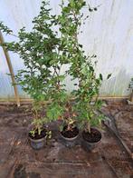 Beukenhaag, Fagus sylvatica, Tuin en Terras, Planten | Bomen