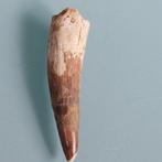 Dinosaurus - Fossiele tand - Spinosaurus aegyptiacus - 80 mm, Verzamelen, Mineralen en Fossielen