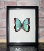 Vlinder Taxidermie wandmontage - Morpho Helenor Narcissus