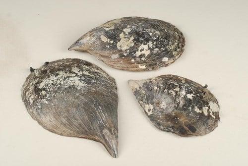 Penn Schelpen 300 gram, Hobby en Vrije tijd, Knutselen, Nieuw, Ophalen of Verzenden