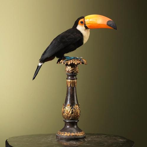 Reuzentoekan Taxidermie Opgezette Dieren By Max, Verzamelen, Dierenverzamelingen, Opgezet dier, Nieuw, Vogel, Ophalen of Verzenden