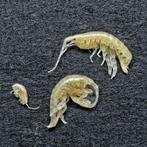 4 merkwaardige wezens - Gefossiliseerd dier - Gammaridea -