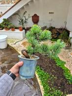 Witte den in mijn pot - Verzamelstuk - Hoogte (boom): 12 cm, Antiek en Kunst, Curiosa en Brocante