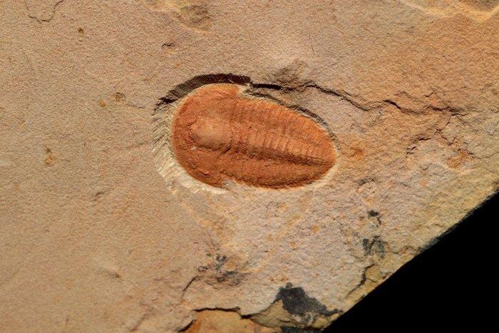 Trilobiet - Fossiele plaatmatrix - Palaeolenus lantenoisi -, Verzamelen, Mineralen en Fossielen