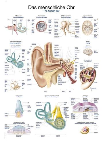 Anatomie poster oor en gehoorgang (Duits/Engels/Latijn,.... beschikbaar voor biedingen