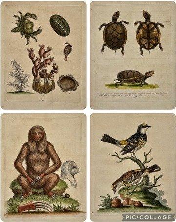 George Edwards (XVIII) - A Natural History of Uncommon Birds, Antiek en Kunst, Antiek | Overige Antiek