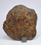 NWA 869 meteoriet L3-6. volledige plak- 29.77 g