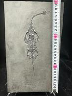 Fossiel - Fossiele matrix - Keichousaurus sp. - 30 cm - 28.2, Verzamelen, Mineralen en Fossielen