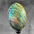 Indrukwekkend Haliotis Iris multicolour monster - abalone -, Antiek en Kunst
