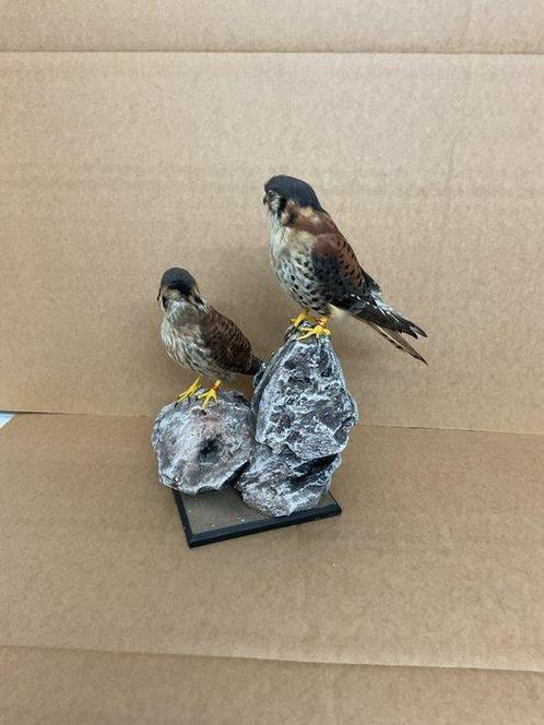 Stel van Amerikaanse torenvalken Taxidermie volledige, Verzamelen, Dierenverzamelingen