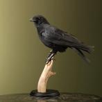 Kraai Taxidermie Opgezette Dieren By Max, Verzamelen, Dierenverzamelingen, Ophalen of Verzenden, Nieuw, Vogel, Opgezet dier
