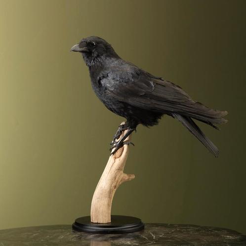 Kraai Taxidermie Opgezette Dieren By Max, Verzamelen, Dierenverzamelingen, Opgezet dier, Nieuw, Vogel, Ophalen of Verzenden