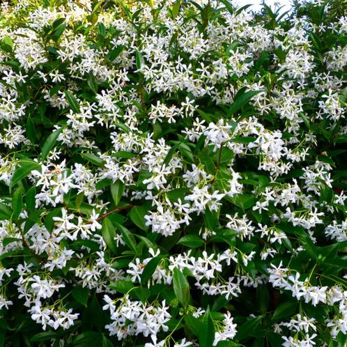 Toscaanse jasmijn - 125-150 cm, Tuin en Terras, Planten | Tuinplanten, Ophalen of Verzenden